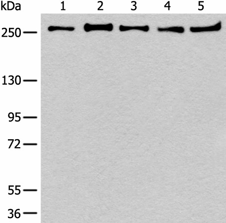 PRPF8 Polyclonal Antibody (E-AB-19744)