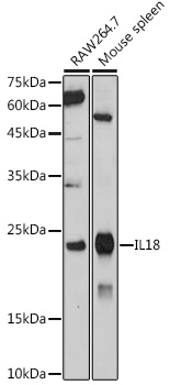 IL18 Polyclonal Antibody (E-AB-93262)