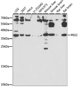 PEX2 Polyclonal Antibody (E-AB-91111)