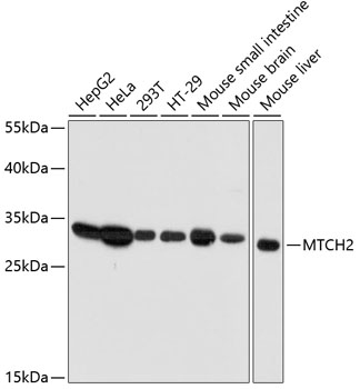 (KO Validated) MTCH2 Polyclonal Antibody (E-AB-64383)