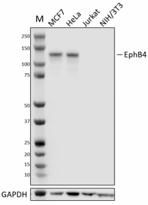 Purified anti-EphB4 Antibody (619151)