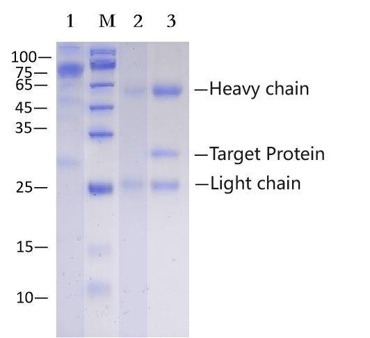 Anti-GST Affinity Agarose (EA-IP-009)