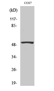 P53 Polyclonal Antibody (E-AB-32467)