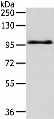 EPHA3 Polyclonal Antibody (E-AB-19327)