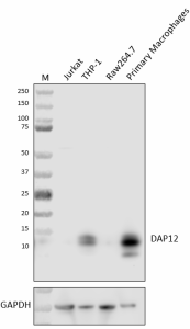 Purified anti-DAP12 (TYROBP) Antibody (648651)