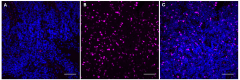 Purified anti-FOXP3 Antibody (676751)