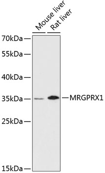 MRGPRX1 Polyclonal Antibody (E-AB-64477)