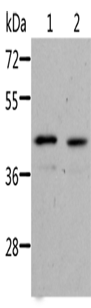 NIF3L1 Polyclonal Antibody (E-AB-14552)