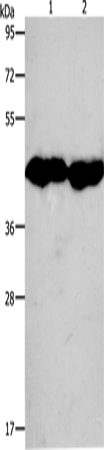 CKM Polyclonal Antibody (E-AB-15494)