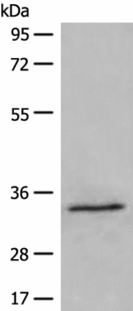 DIMT1 Polyclonal Antibody (E-AB-52600)
