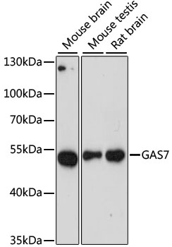 GAS7 Polyclonal Antibody (E-AB-64949)