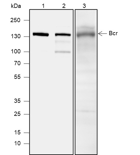 Recombinant Bcr Monoclonal Antibody (AN301879L)