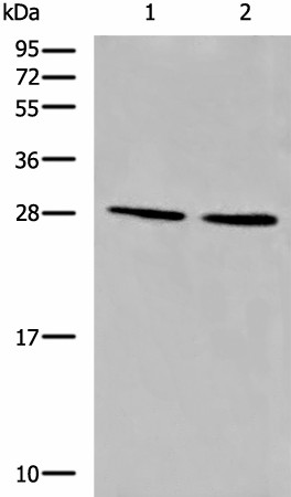 CYB5D1 Polyclonal Antibody (E-AB-17876)