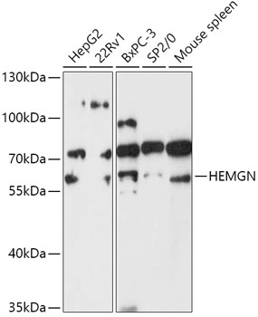 HEMGN Polyclonal Antibody (E-AB-91886)