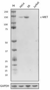 Purified anti-c-MET Antibody (664751)