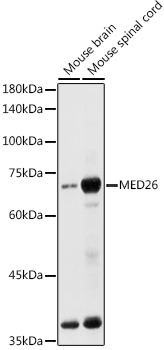 MED26 Polyclonal Antibody (E-AB-92270)