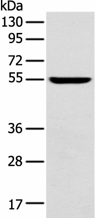 FOXG1 Polyclonal Antibody (E-AB-53376)