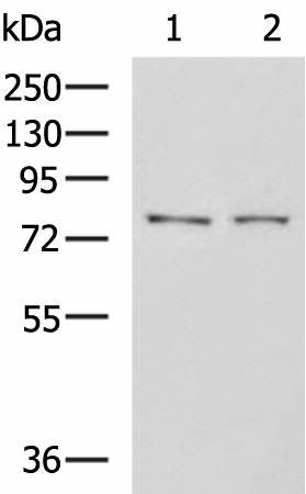 GPCPD1 Polyclonal Antibody (E-AB-53003)
