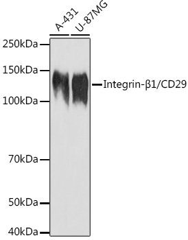 Integrin-β1/CD29 Polyclonal Antibody (E-AB-93359)