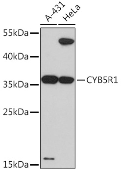 CYB5R1 Polyclonal Antibody (E-AB-91717)