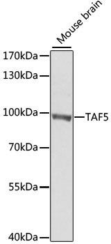TAF5 Polyclonal Antibody (E-AB-61593)