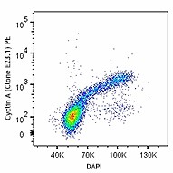 PE anti-Cyclin A Antibody (644003)