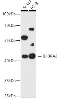 IL13RA2 Polyclonal Antibody (E-AB-92149)