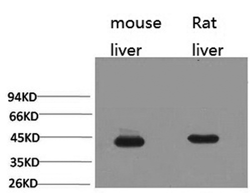 HAO1 Monoclonal Antibody (E-AB-22108)