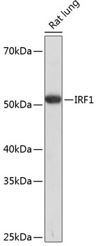 IRF1 Polyclonal Antibody (E-AB-62105)