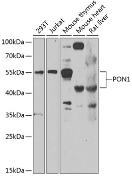 PON1 Polyclonal Antibody (E-AB-68403)