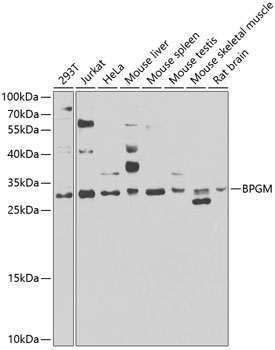 BPGM Polyclonal Antibody (E-AB-68413)