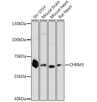 CHRM3 Polyclonal Antibody (E-AB-66654)