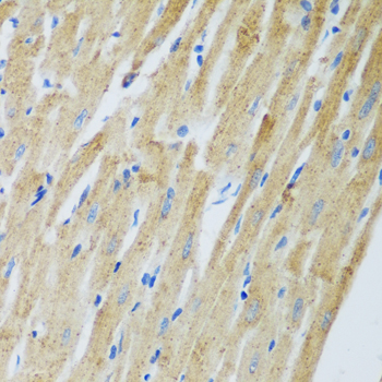 ADAM12 Polyclonal Antibody (E-AB-62961)