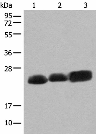 CEND1 Polyclonal Antibody (E-AB-19691)