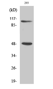 NFκB-p105/p50 Polyclonal Antibody (E-AB-32226)