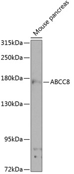 ABCC8 Polyclonal Antibody (E-AB-92872)