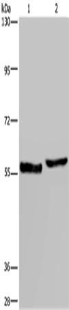 SLC1A6 Polyclonal Antibody (E-AB-15608)
