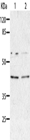 AIMP2 Polyclonal Antibody (E-AB-13849)