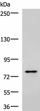 SKI Polyclonal Antibody (E-AB-19278)