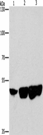 CTBP2 Polyclonal Antibody (E-AB-16367)