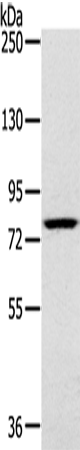 RPS6KA1 Polyclonal Antibody (E-AB-11556)