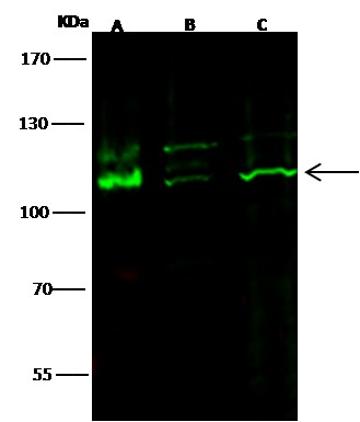 Recombinant KIT/c-KIT/CD117 Monoclonal Antibody (AN300530P)