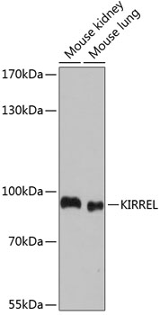 KIRREL Polyclonal Antibody (E-AB-64971)