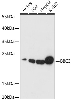 BBC3 Polyclonal Antibody (E-AB-67059)