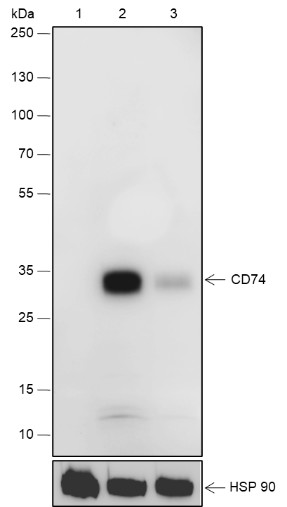 Recombinant CD74 Monoclonal Antibody (AN301823L)