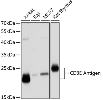 CD3E Antigen Polyclonal Antibody (E-AB-64160)