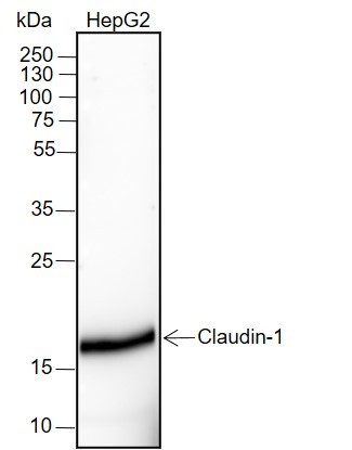 Recombinant Claudin-1 Monoclonal Antibody (AN301492L)