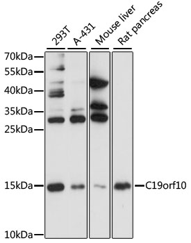 C19orf10 Polyclonal Antibody (E-AB-90259)