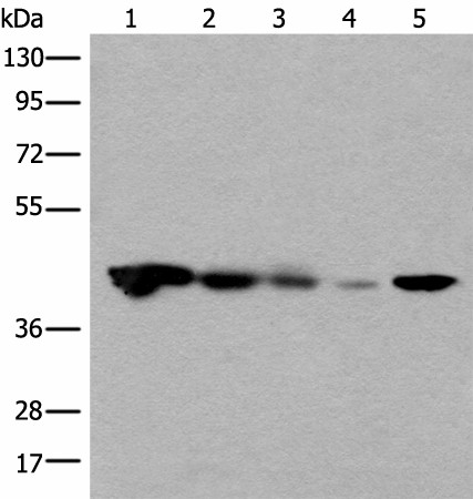 CECR5 Polyclonal Antibody (E-AB-17786)