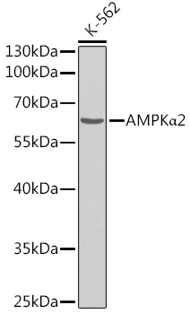 AMPKα2 Polyclonal Antibody (E-AB-90027)